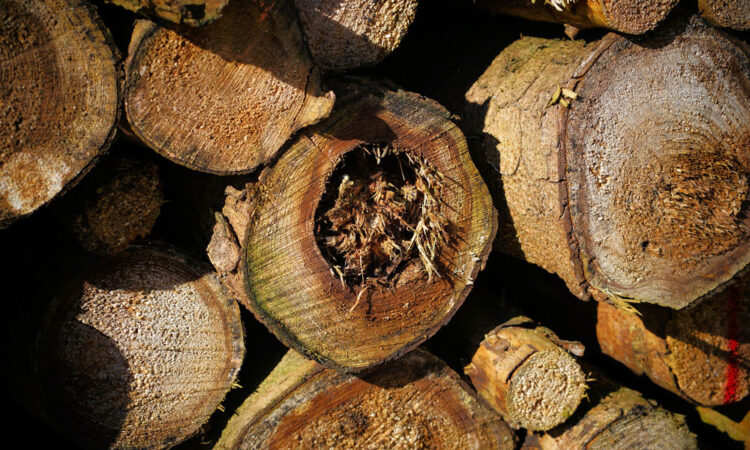 Confapi: Centrali a biomassa legnosa, servono interventi