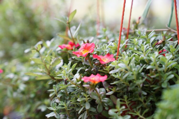 «Legalità & Profitto»: prestigioso riconoscimento alla Vivai Antonio Marrone Srl