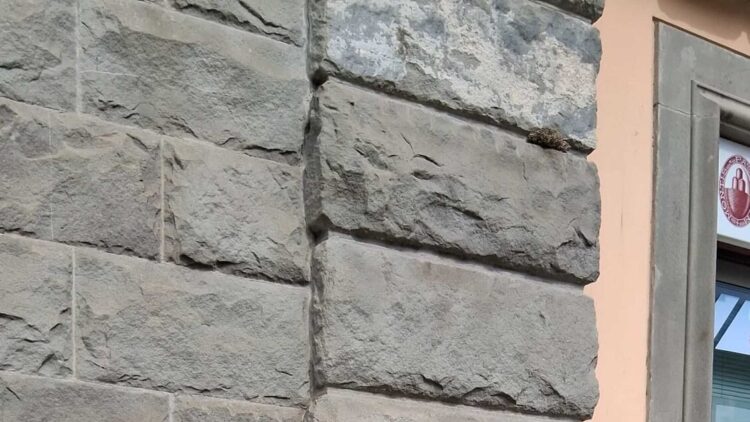 Scritte contro Giorgia Meloni su muri nel centro di Massa