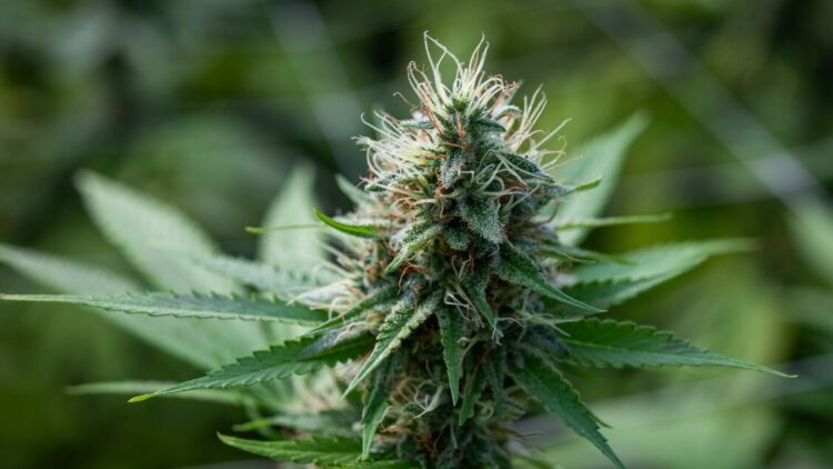 Coltivava legalmente cannabis light, valdostano finisce a processo