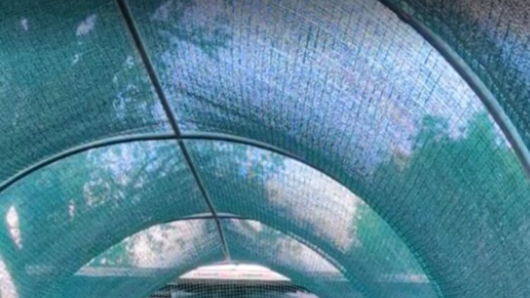 Rimasero ferite durante la migrazione, due Gru tornano a volare