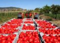 Conserve di pomodoro, Italia prima al mondo per export torna seconda per produzione