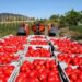 Conserve di pomodoro, Italia prima al mondo per export torna seconda per produzione