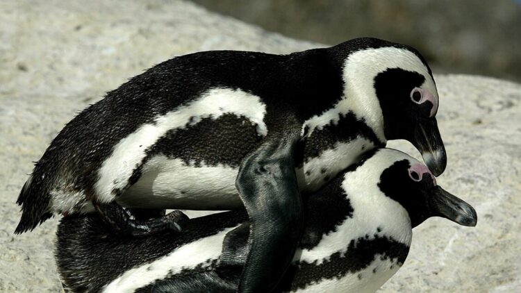 Openature acquisisce Zoomarine, dopo Zoom e Natura Viva