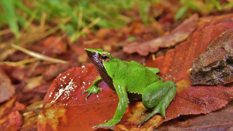 Il Cile conferma la tutela della rana di Darwin, a rischio di estinzione