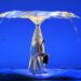 ‘Botanica – Season 2’ dei Momix debutta in prima assoluta a Bologna