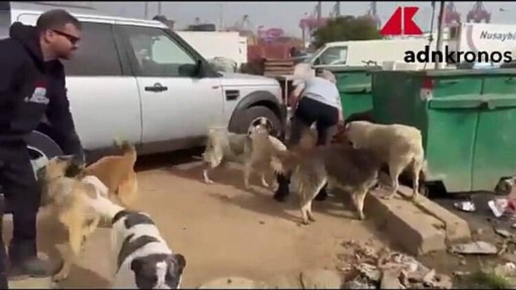 Anche cani e gatti vittime dei bombardamenti, in Libano il rifugio per salvarli dalla guerra