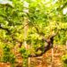 Uva da tavola, export record sfiora il miliardo di euro, 60% è pugliese