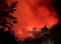 Gatti come inneschi per gli incendi, da animalisti una taglia sui piromani