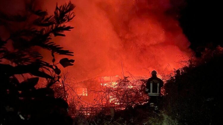Gatti come inneschi per gli incendi, da animalisti una taglia sui piromani
