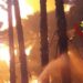 Gatti come inneschi per gli incendi, dagli animalisti una taglia di 1.000 euro sui piromani