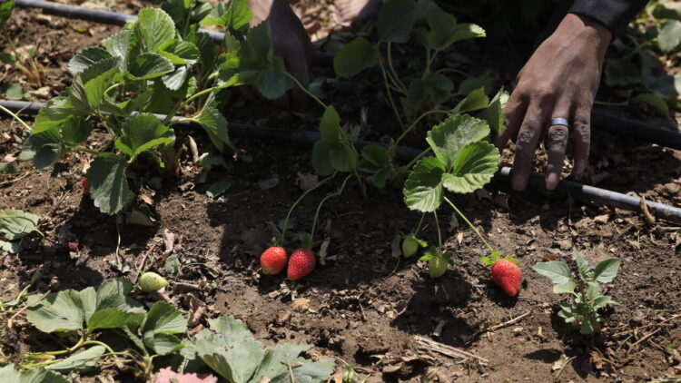 Onu, fame in calo nel 2025, ma l’Africa resta l’area più colpita’