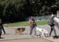 Il cane sporca, arrivano le pattuglie zoofile contro i padroni maleducati
