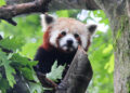 Addio Haiku, secondo panda rosso più anziano d’Italia