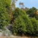 Incendio sul Monte Barone, le fiamme hanno raggiunto la strada