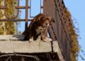 No a cani e gatti su balconi, scantinati, terrazze e cortili: la nuova legge in Spagna