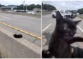 “C’è un gatto in autostrada”, l’operazione di salvataggio (riuscita) a New York