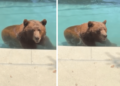 Orso si intrufola in un’abitazione privata per… un tuffo in piscina – Il video