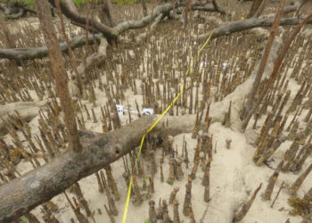 Ca’ Foscari alle Seychelles per studiare le difese naturali delle coste