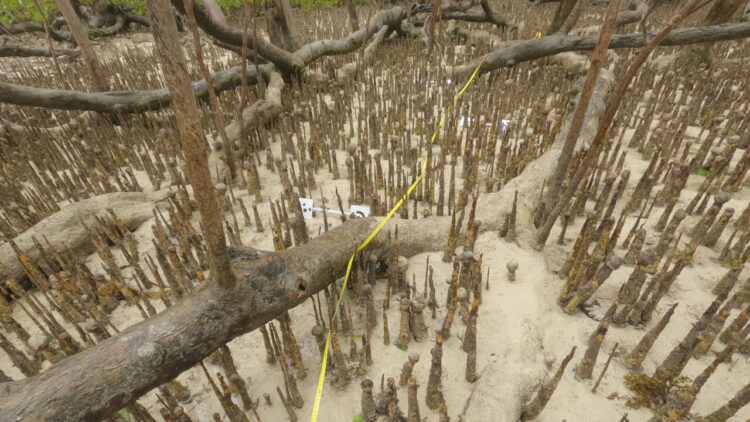 Ca’ Foscari alle Seychelles per studiare le difese naturali delle coste