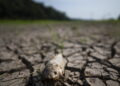 Brasile, El Nino divide il Paese tra piogge record e forte siccità