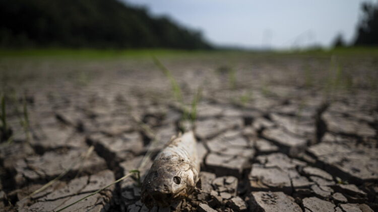 Brasile, El Nino divide il Paese tra piogge record e forte siccità
