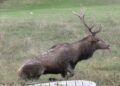 Si avvicina al cervo per un selfie e l’animale lo carica, turista in ospedale