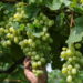 Vendemmia del prosecco, nel trevigiano si raccoglie ancora a mano