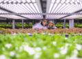 Ue, cresce il surplus nell’agrifood