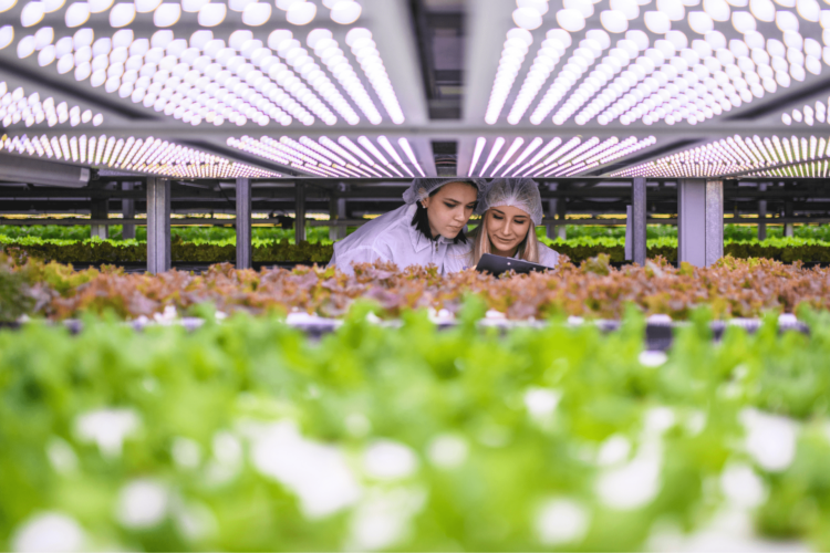Ue, cresce il surplus nell’agrifood