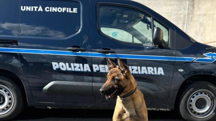 Il cane Spike fiuta la droga nell’orlo dell’accappatoio, sequestro in carcere