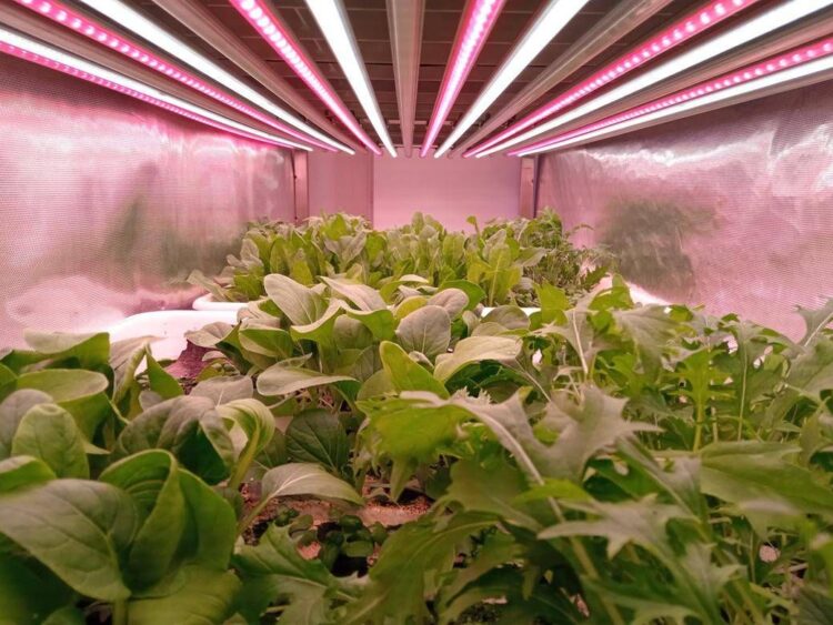 Il CNR scopre come aumentare la vitamina B9 con la luce negli ortaggi a foglia