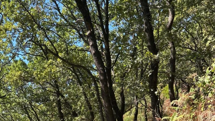 Dall’America a Salerno per ritrovare il luogo dove morì lo zio aviatore