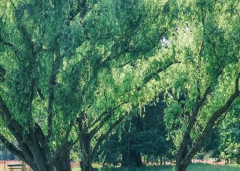 Tenta di violentare una donna in un parco, arrestato dai carabinieri