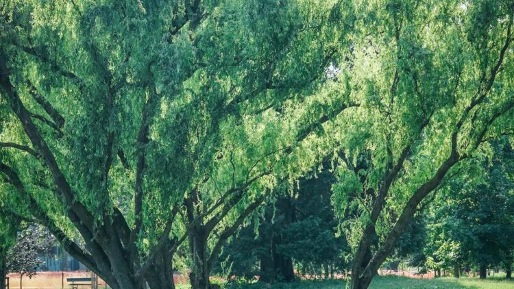 Tenta di violentare una donna in un parco, arrestato dai carabinieri