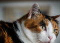 A Venezia ceneri di cani e gatti accanto alle tombe dei proprietari