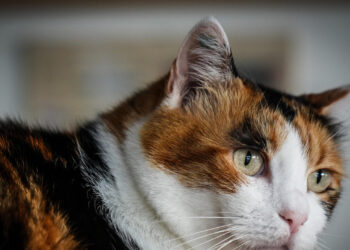 A Venezia ceneri di cani e gatti accanto alle tombe dei proprietari
