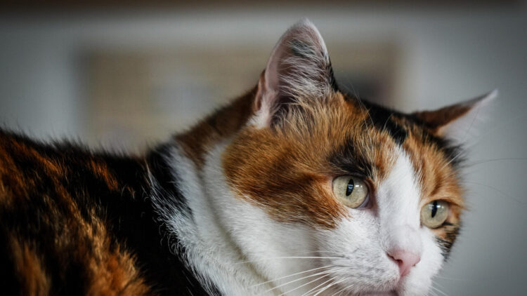 A Venezia ceneri di cani e gatti accanto alle tombe dei proprietari