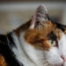 A Venezia ceneri di cani e gatti accanto alle tombe dei proprietari